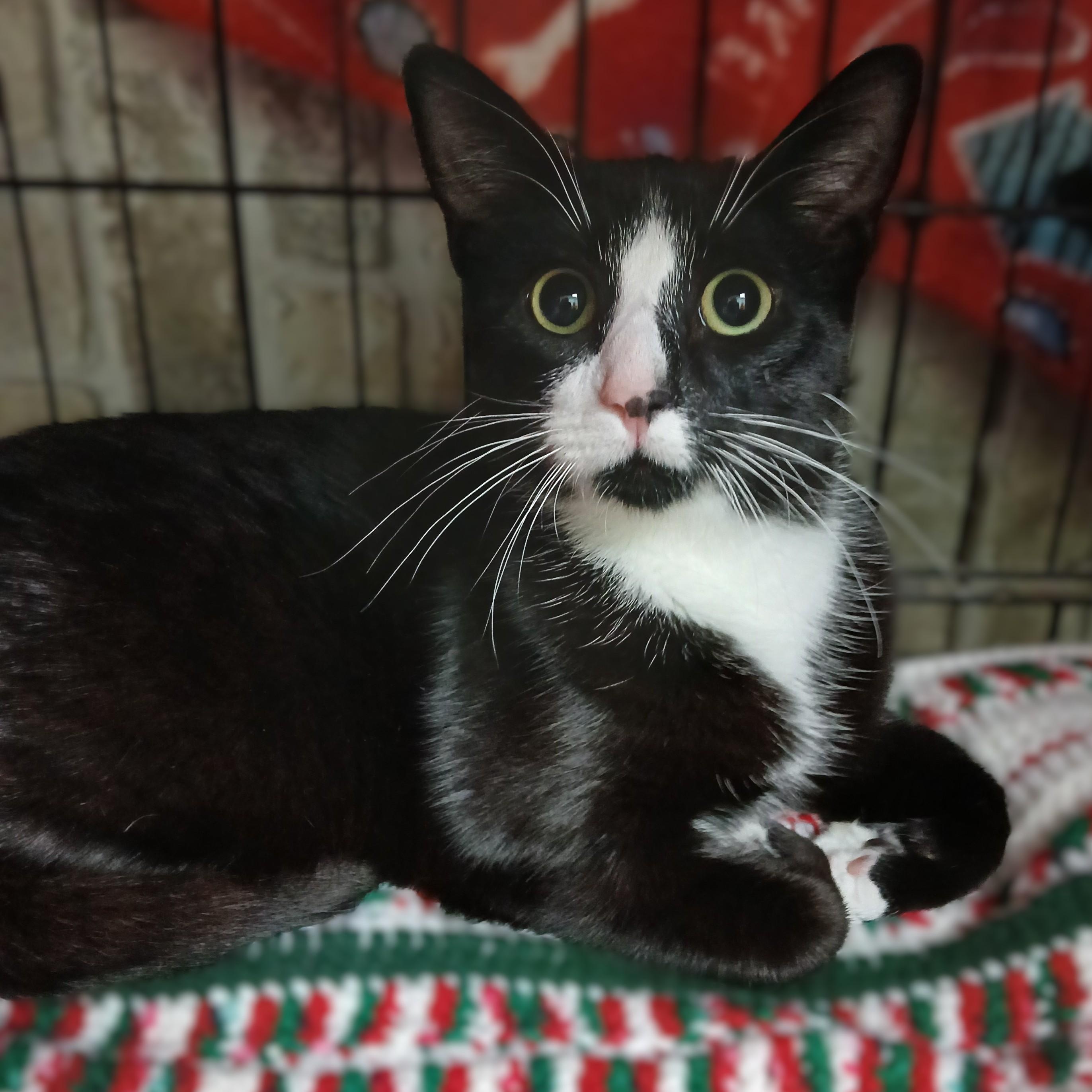 Enlarge Ceasar-bonded with Halo, a Adoptable mixed breed in Germansville, PA image 1/6