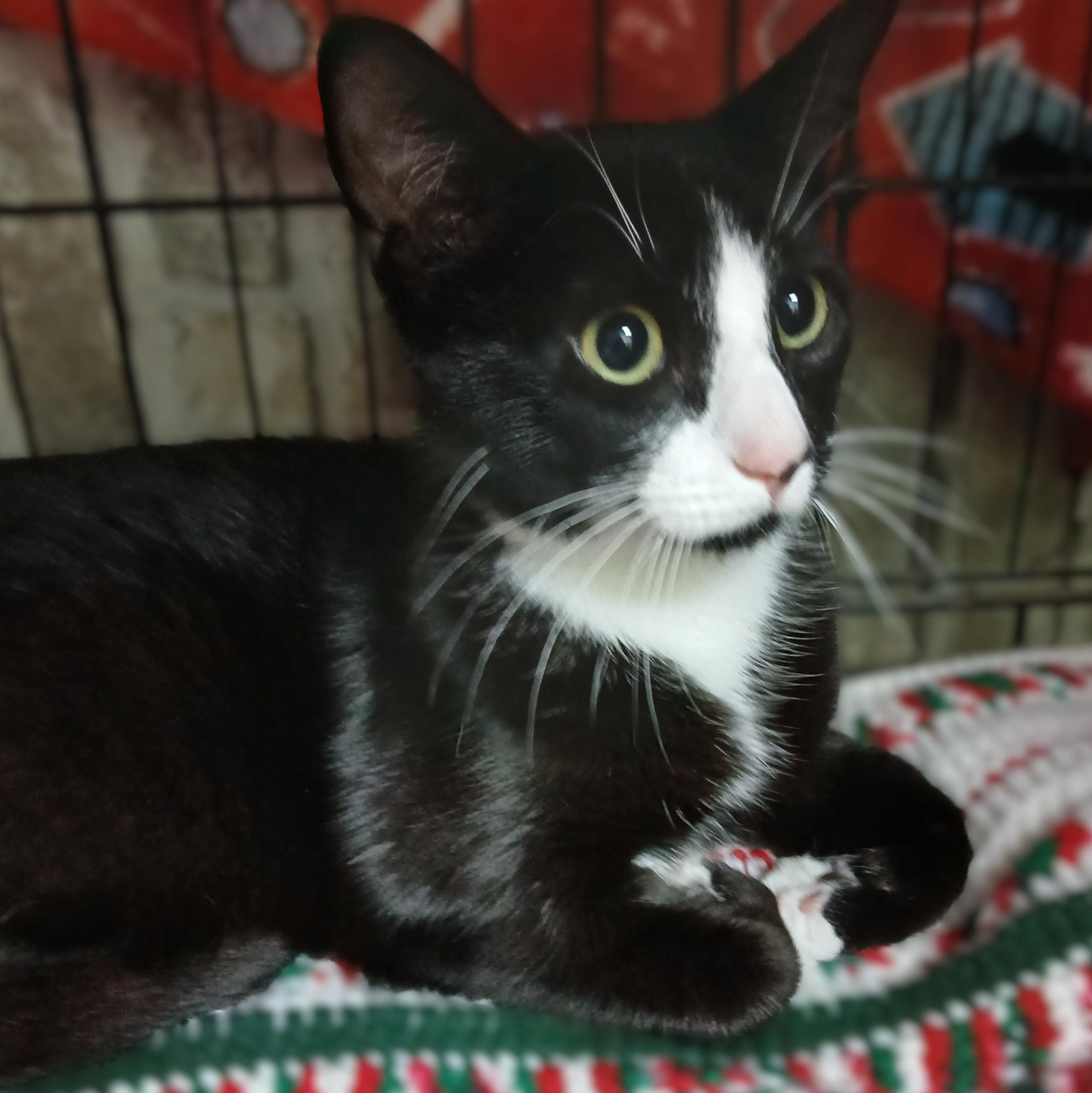 Enlarge Ceasar-bonded with Halo, a Adoptable mixed breed in Germansville, PA image 3/6