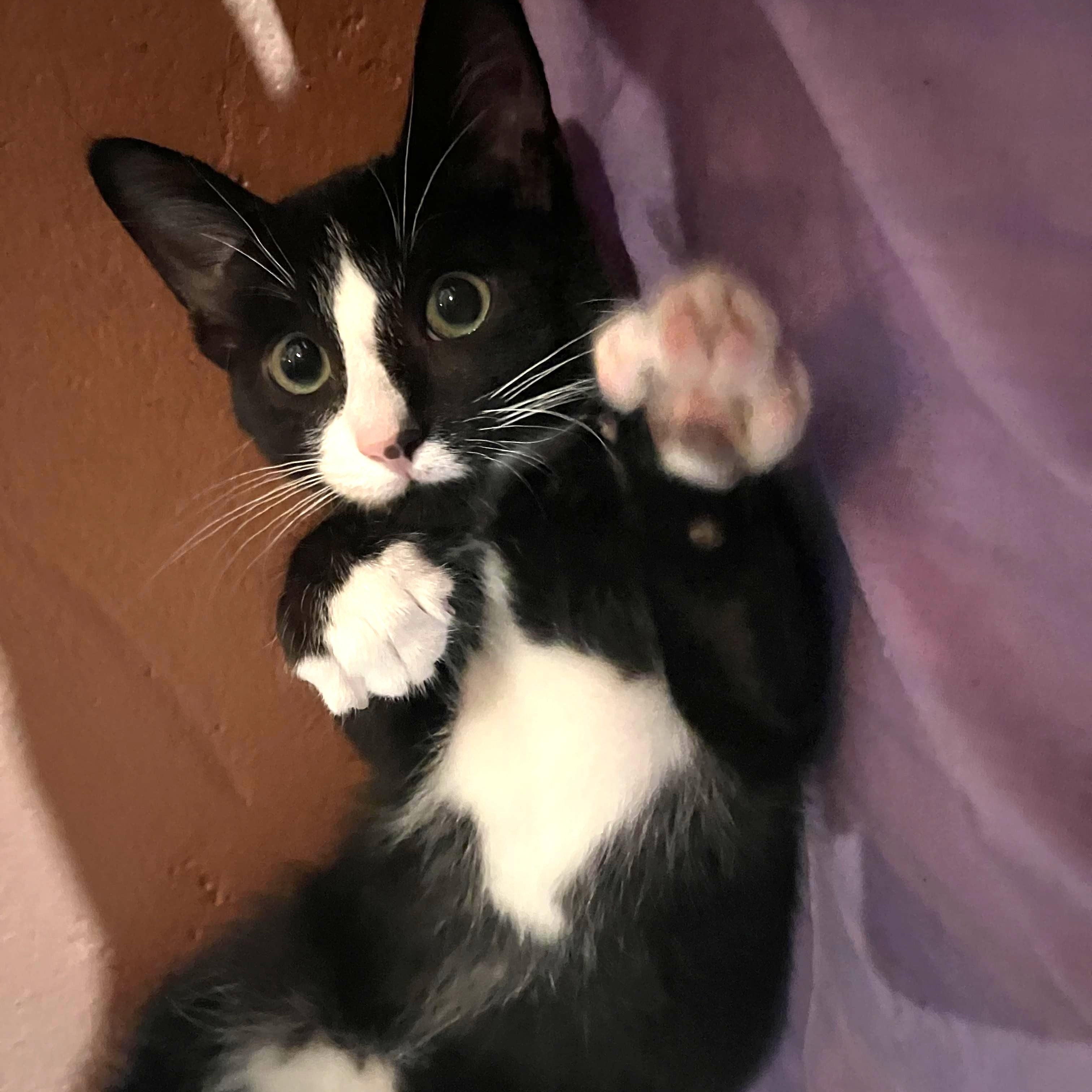 Enlarge Ceasar-bonded with Halo, a Adoptable mixed breed in Germansville, PA image 6/6