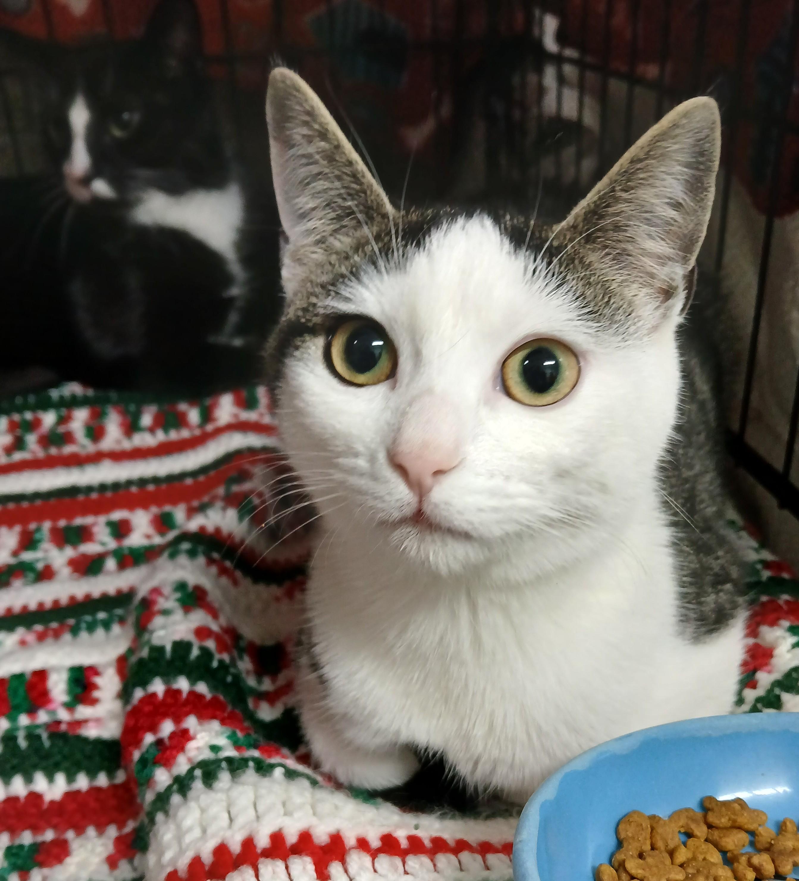 Enlarge Ceasar-bonded with Halo, a Adoptable mixed breed in Germansville, PA image 2/6