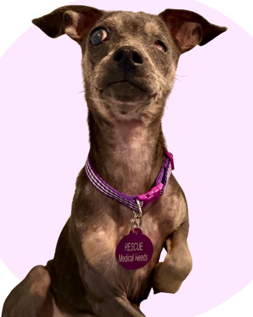 Bernice, Adoptable, Adult Female Chihuahua.