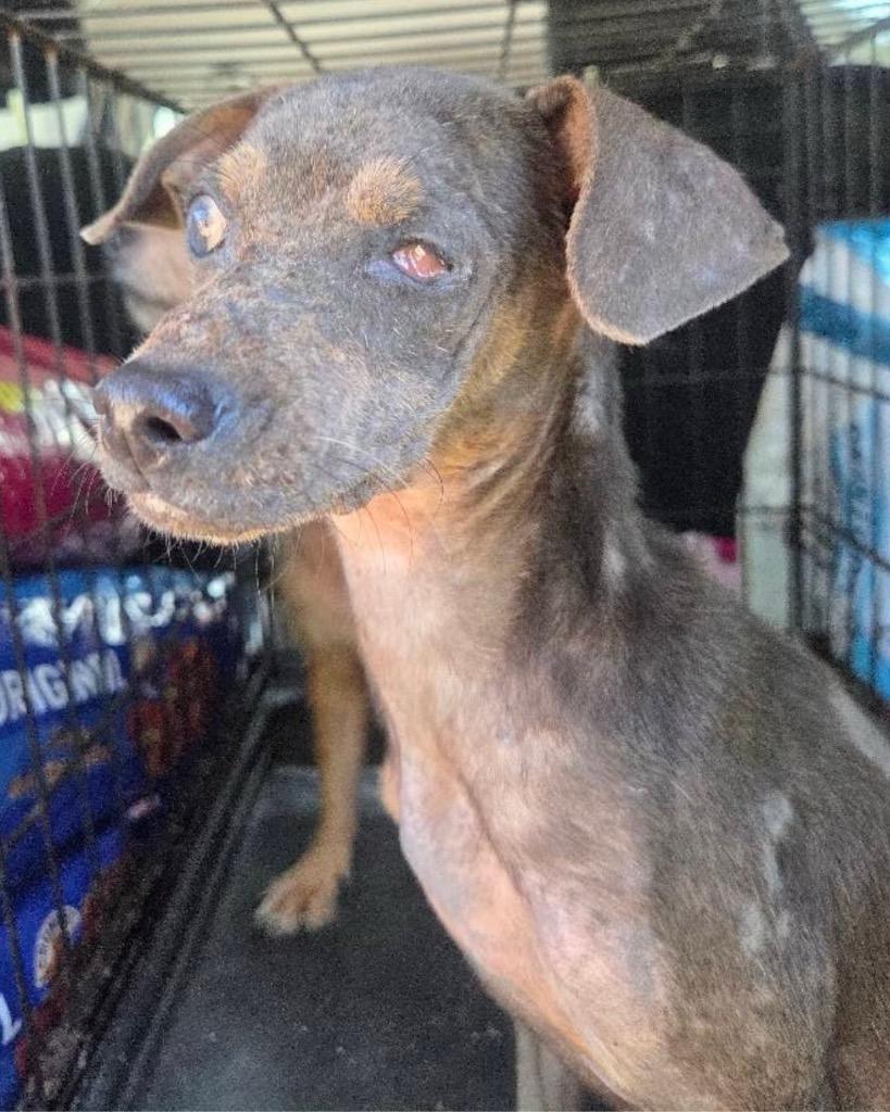 Enlarge Bernice, a Adoptable Chihuahua in College Station, TX image 3/6