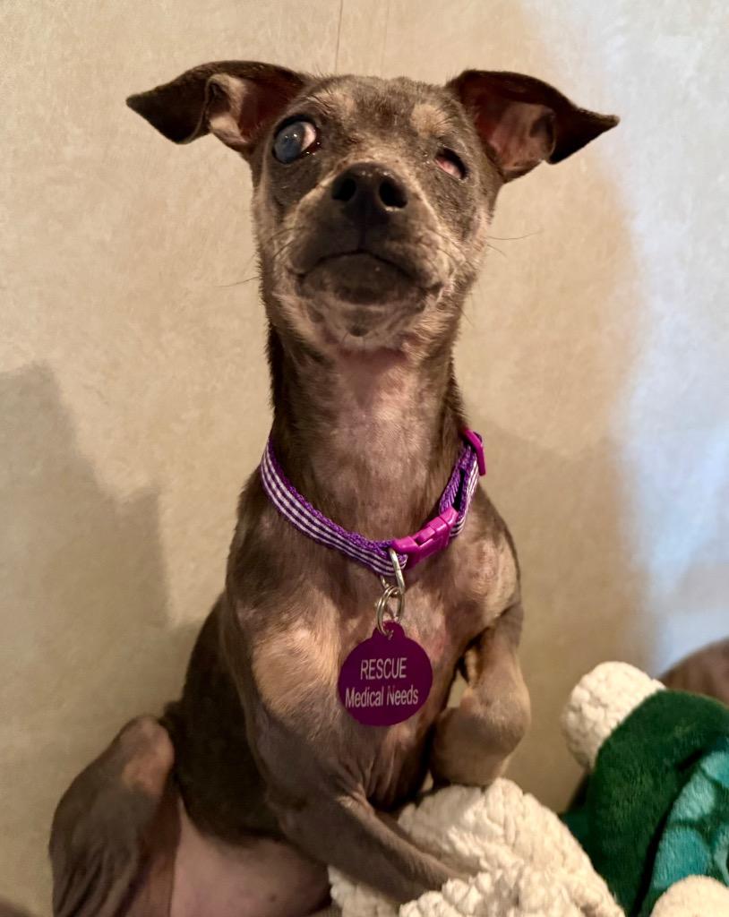 Enlarge Bernice, a Adoptable Chihuahua in College Station, TX image 2/6