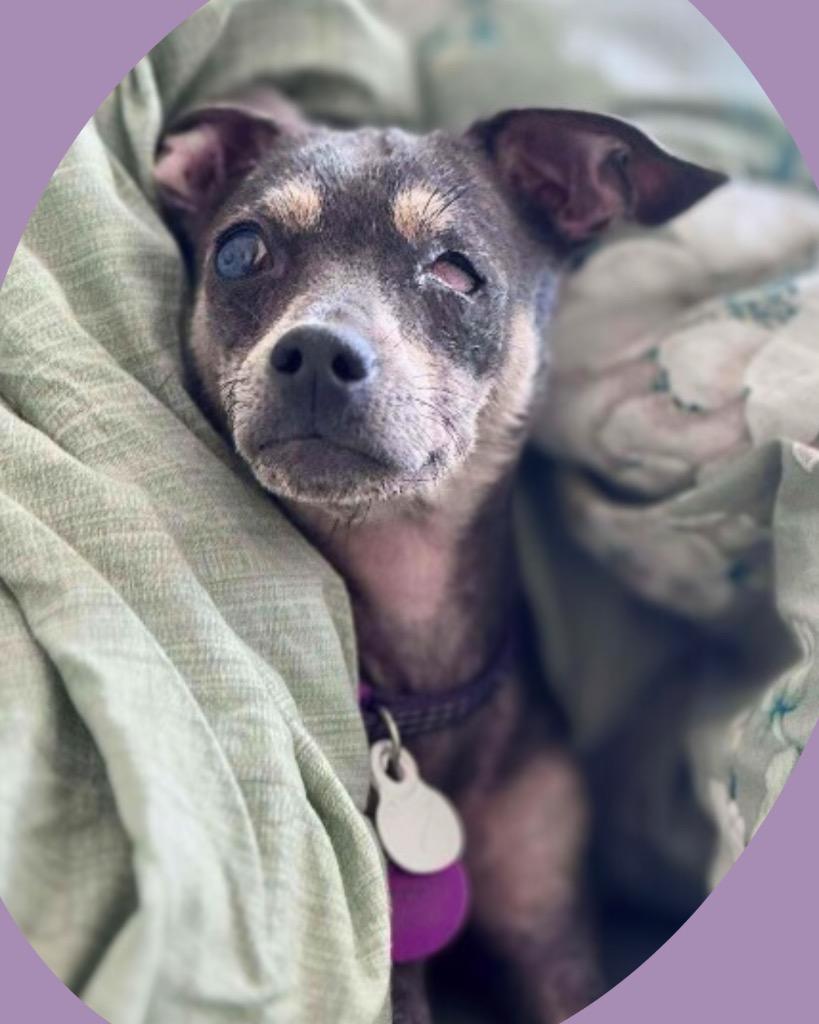 Enlarge Bernice, a Adoptable Chihuahua in College Station, TX image 4/6