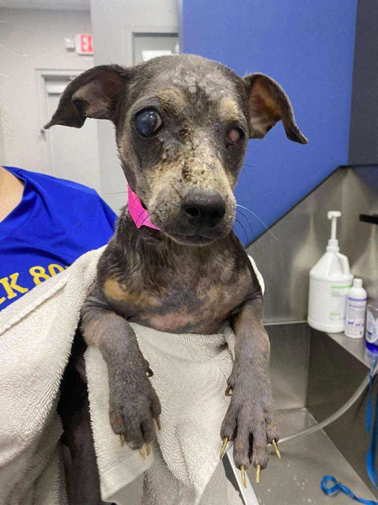 Enlarge Bernice, a Adoptable Chihuahua in College Station, TX image 4/6