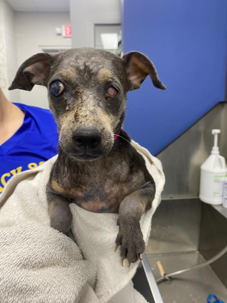 Enlarge Bernice, a Adoptable Chihuahua in College Station, TX image 6/6