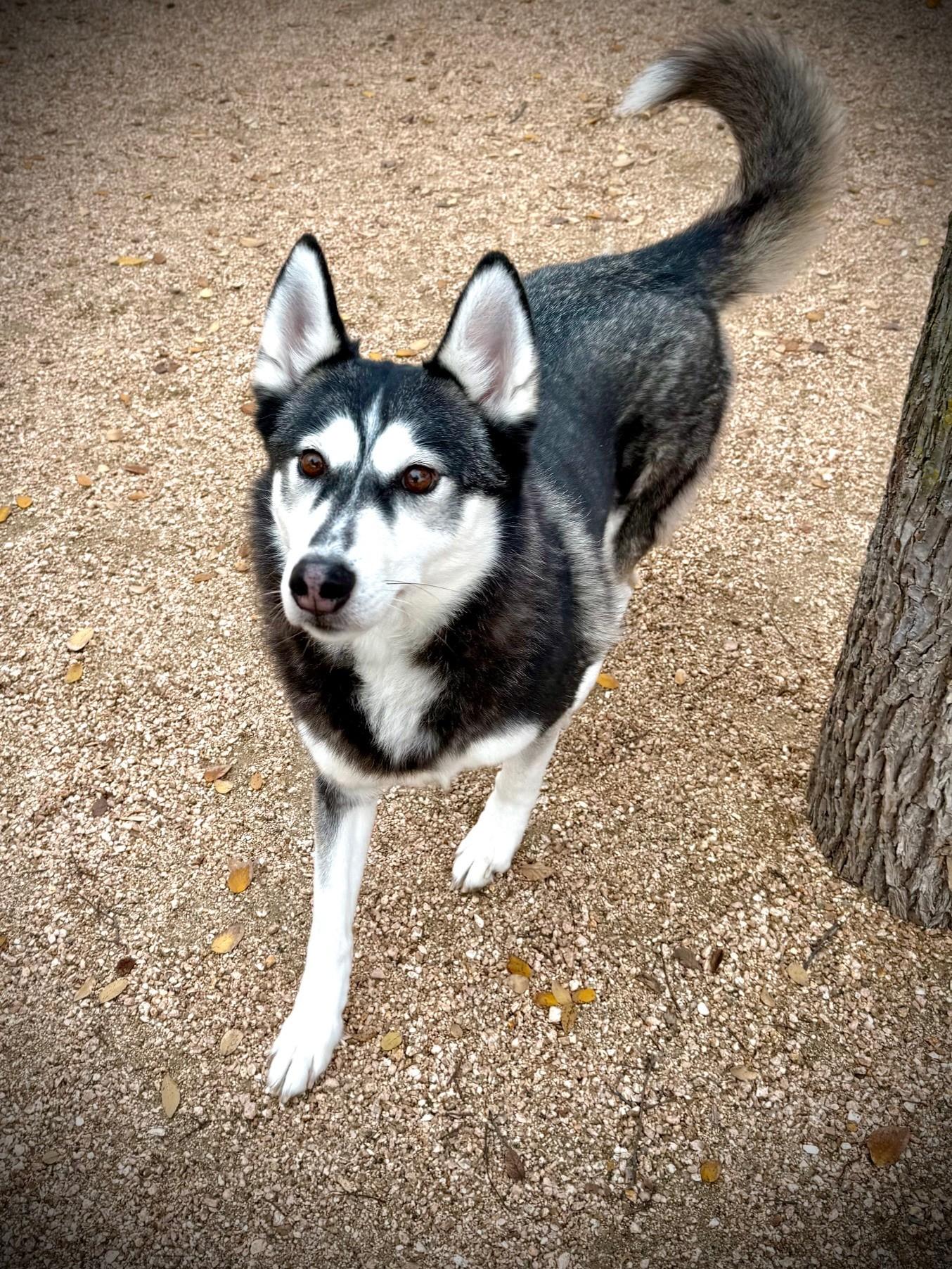 Enlarge Lyra, a ADOPTABLE Husky in Comfort, TX image 1/6