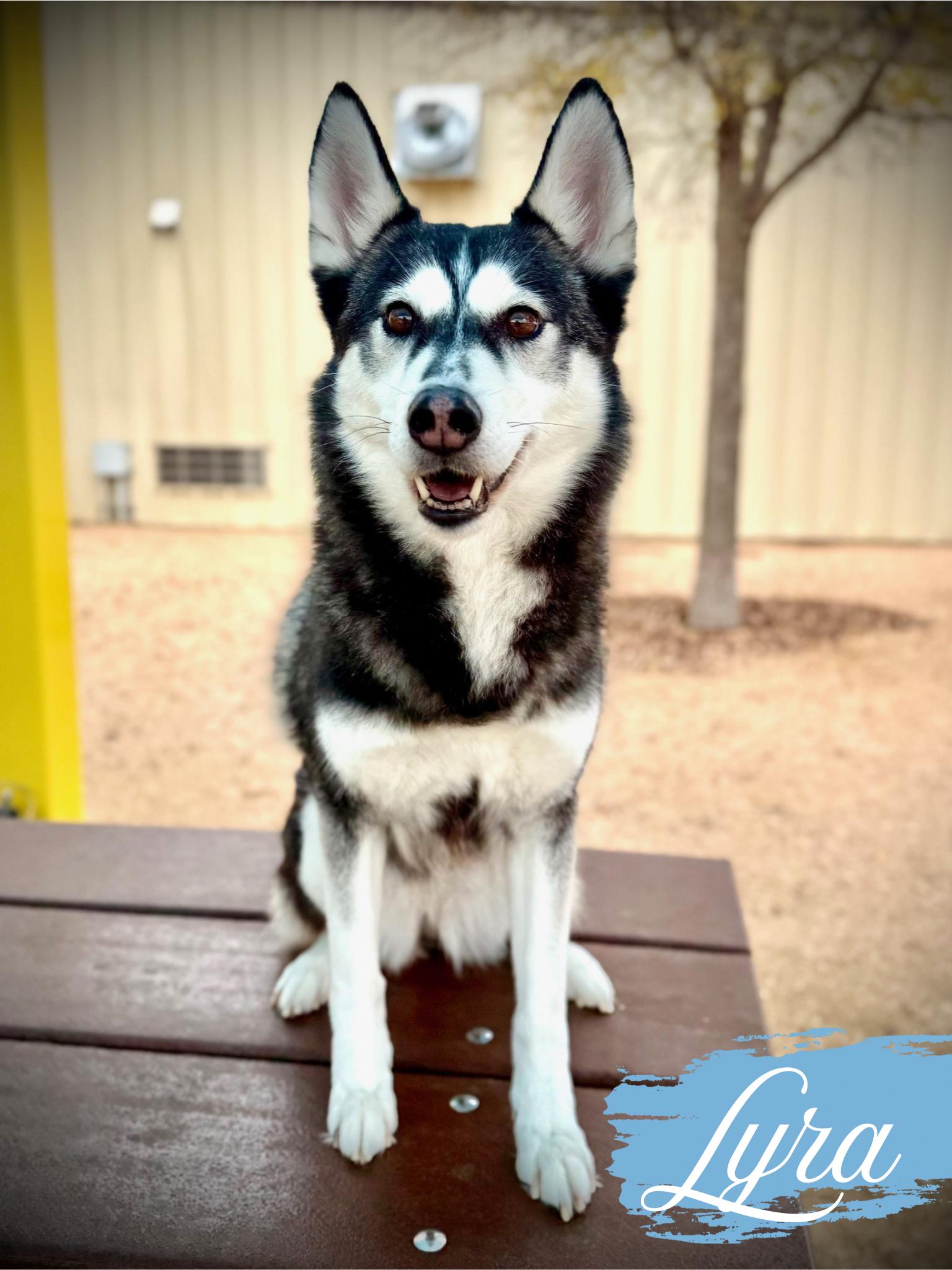 Enlarge Lyra, a ADOPTABLE Husky in Comfort, TX image 2/6