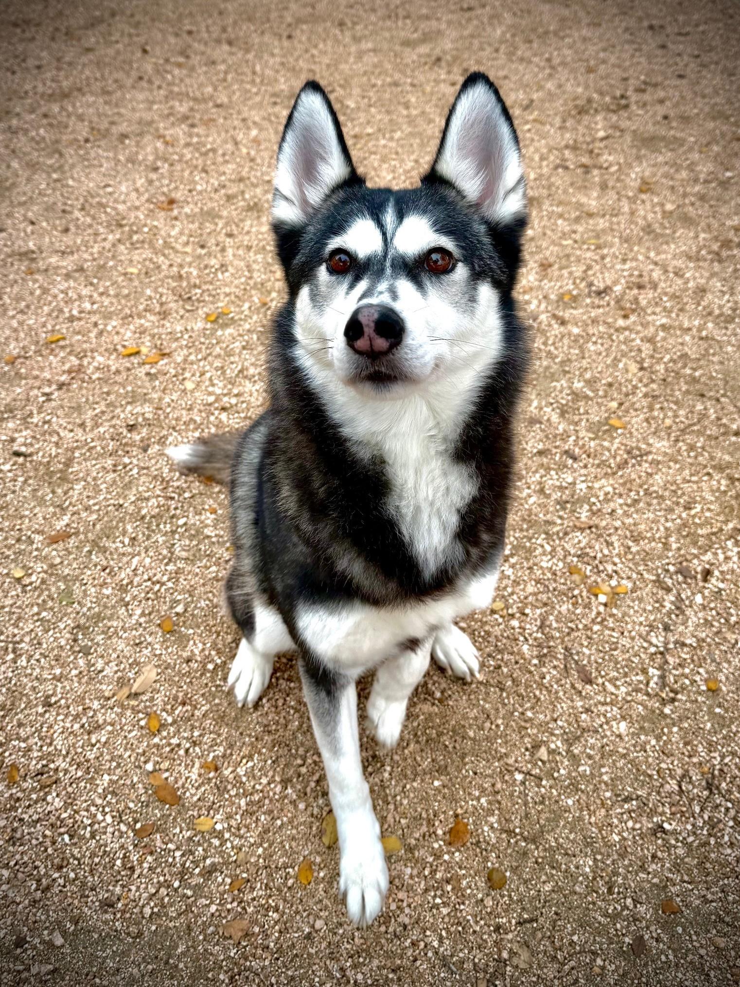 Enlarge Lyra, a ADOPTABLE Husky in Comfort, TX image 3/6