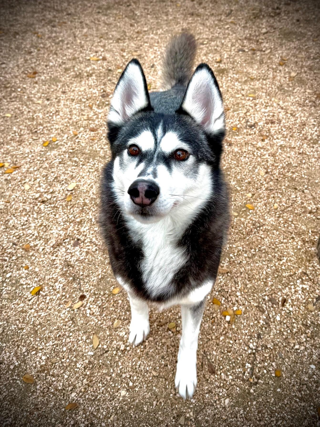 Enlarge Lyra, a ADOPTABLE Husky in Comfort, TX image 4/6