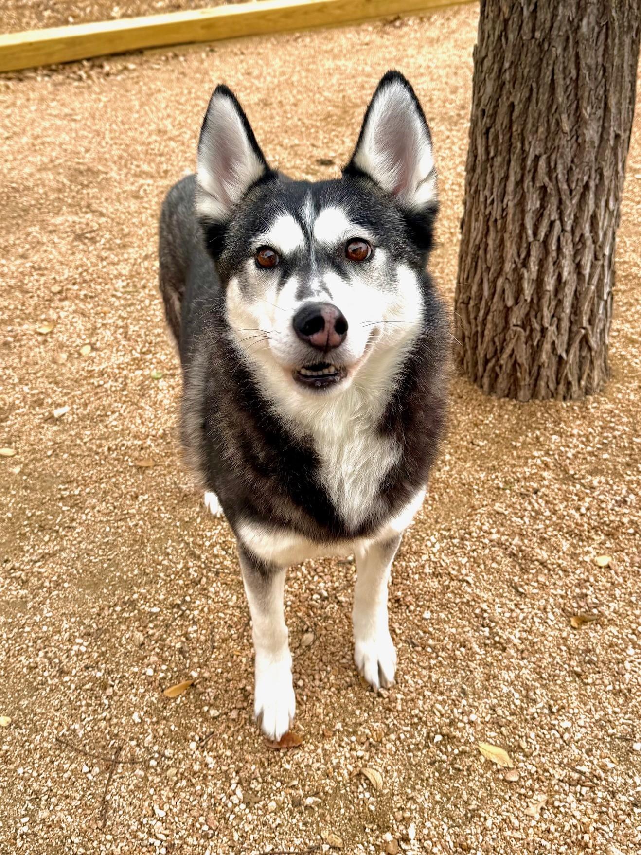 Enlarge Lyra, a ADOPTABLE Husky in Comfort, TX image 5/6