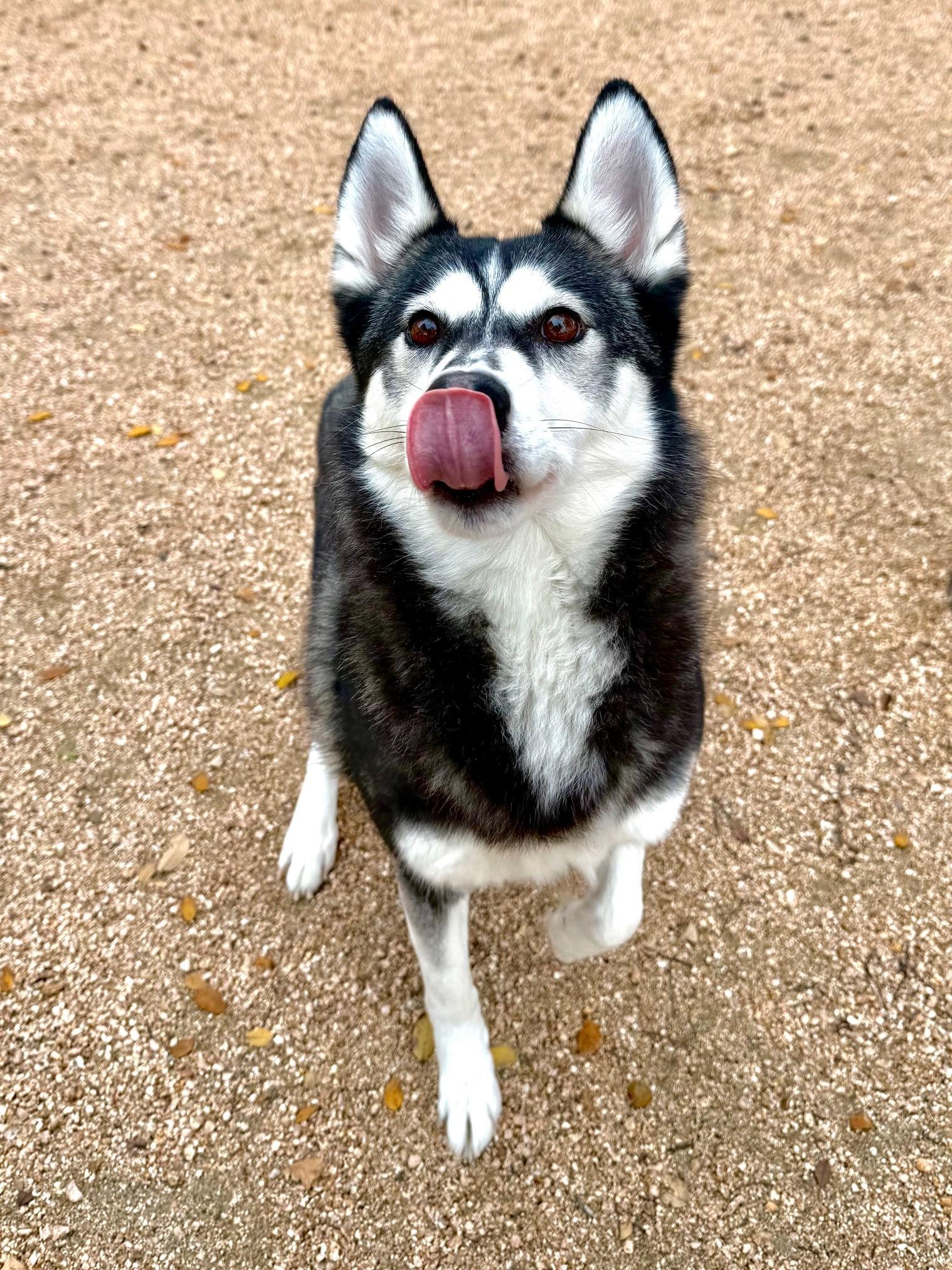 Enlarge Lyra, a ADOPTABLE Husky in Comfort, TX image 6/6