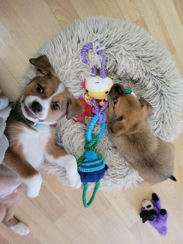 Jonah, a Adoptable mixed breed in Alma, WI image 2/6