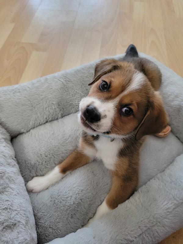 Jonah, a Adoptable mixed breed in Alma, WI image 3/6