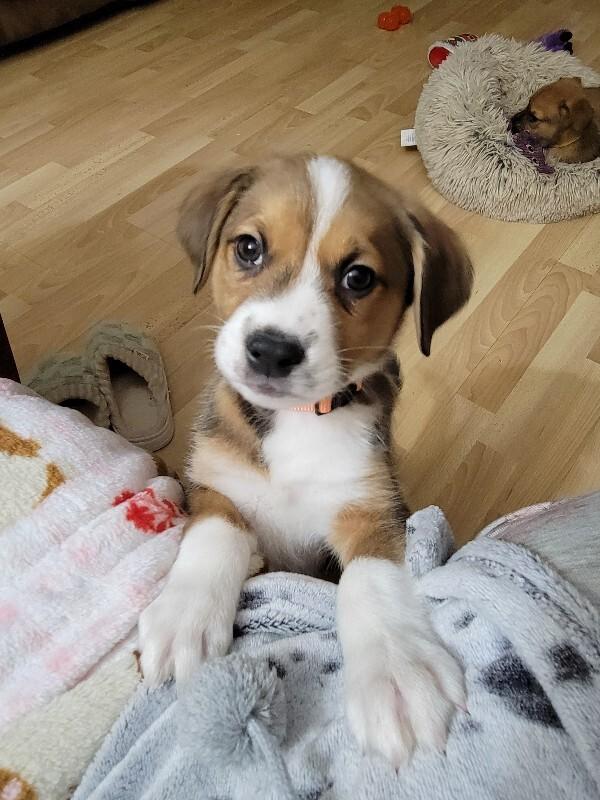 Jonah, a Adoptable mixed breed in Alma, WI image 4/6