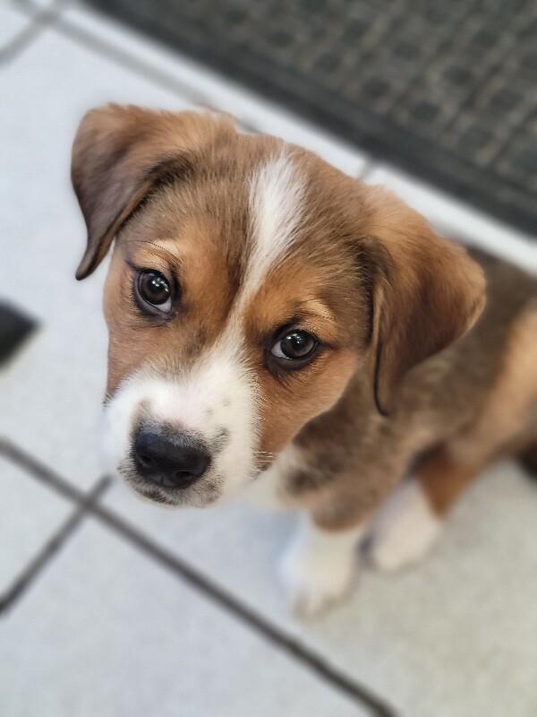 Jonah, Adoptable, Young Male Mixed Breed & Mixed Breed.