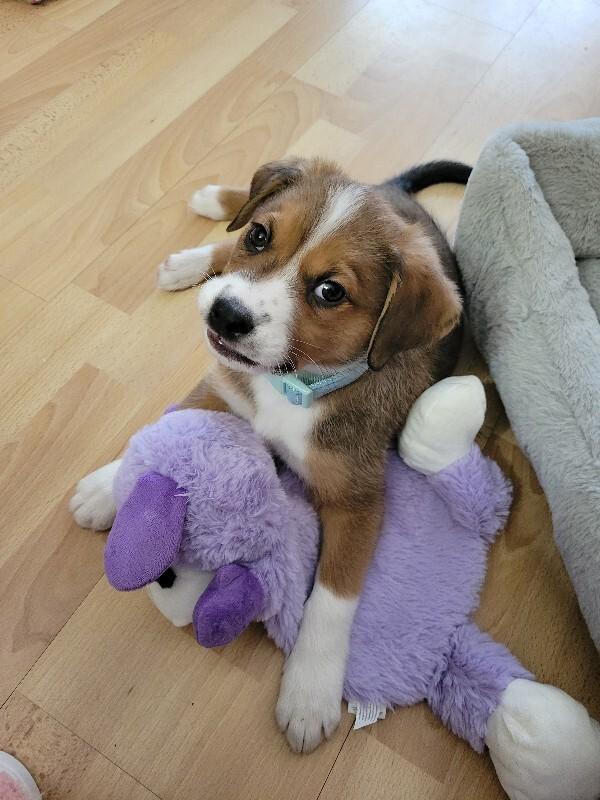 Jonah, a Adoptable mixed breed in Alma, WI image 5/6