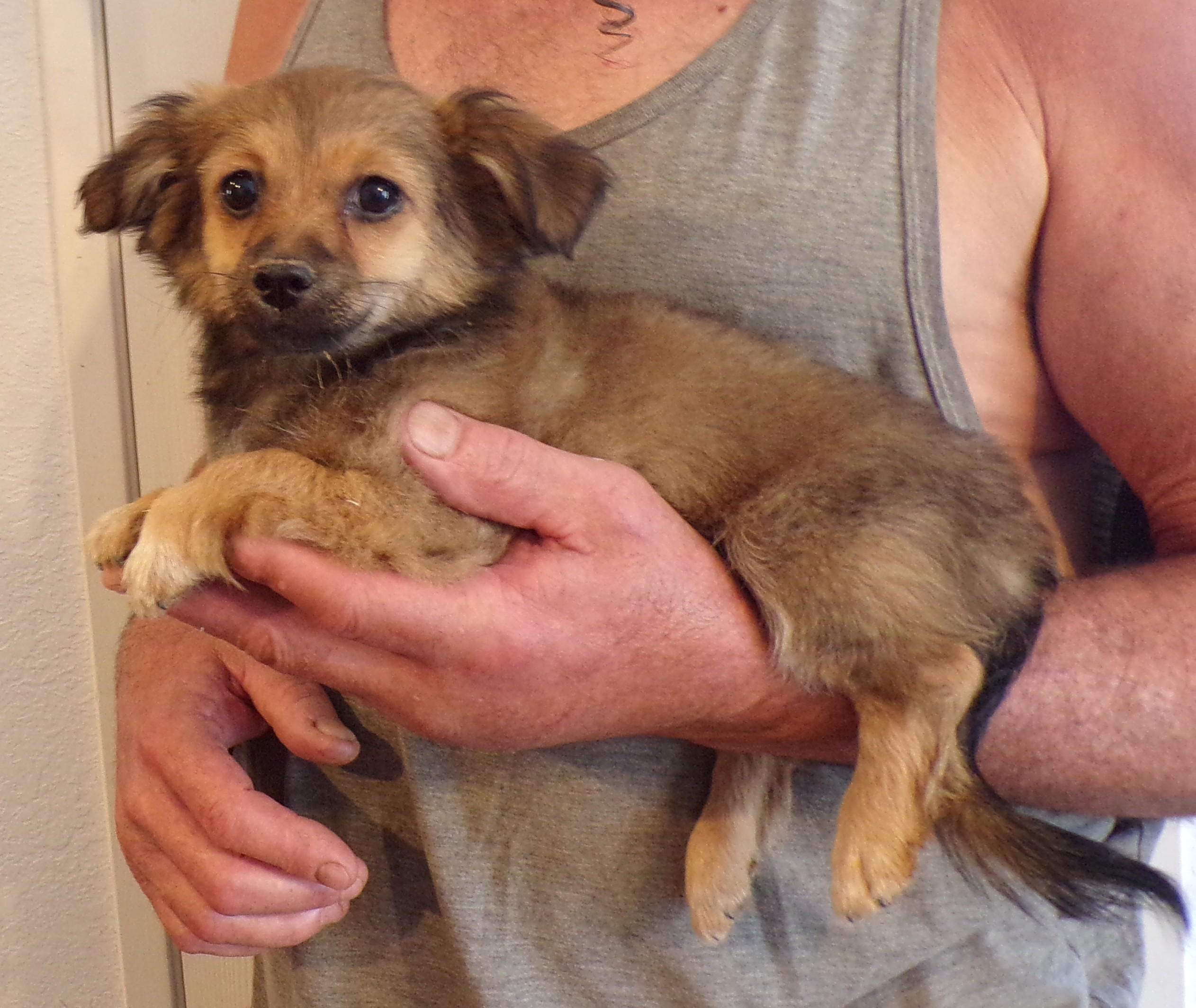 SASHA, a ADOPTABLE Chihuahua in Corona, CA image 1/3