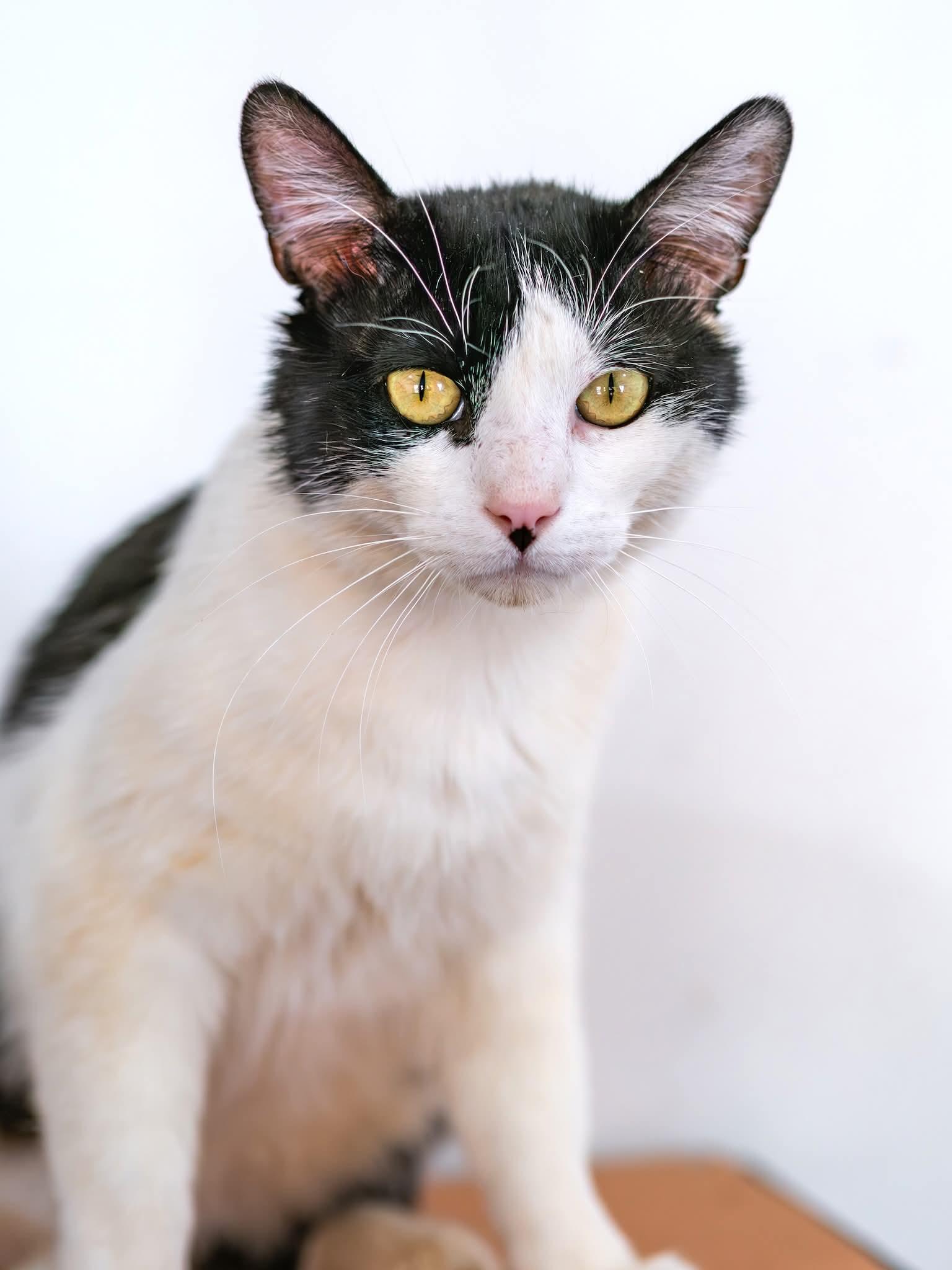Enlarge Domino, a ADOPTABLE Domestic Short Hair in Globe, AZ image 1/1