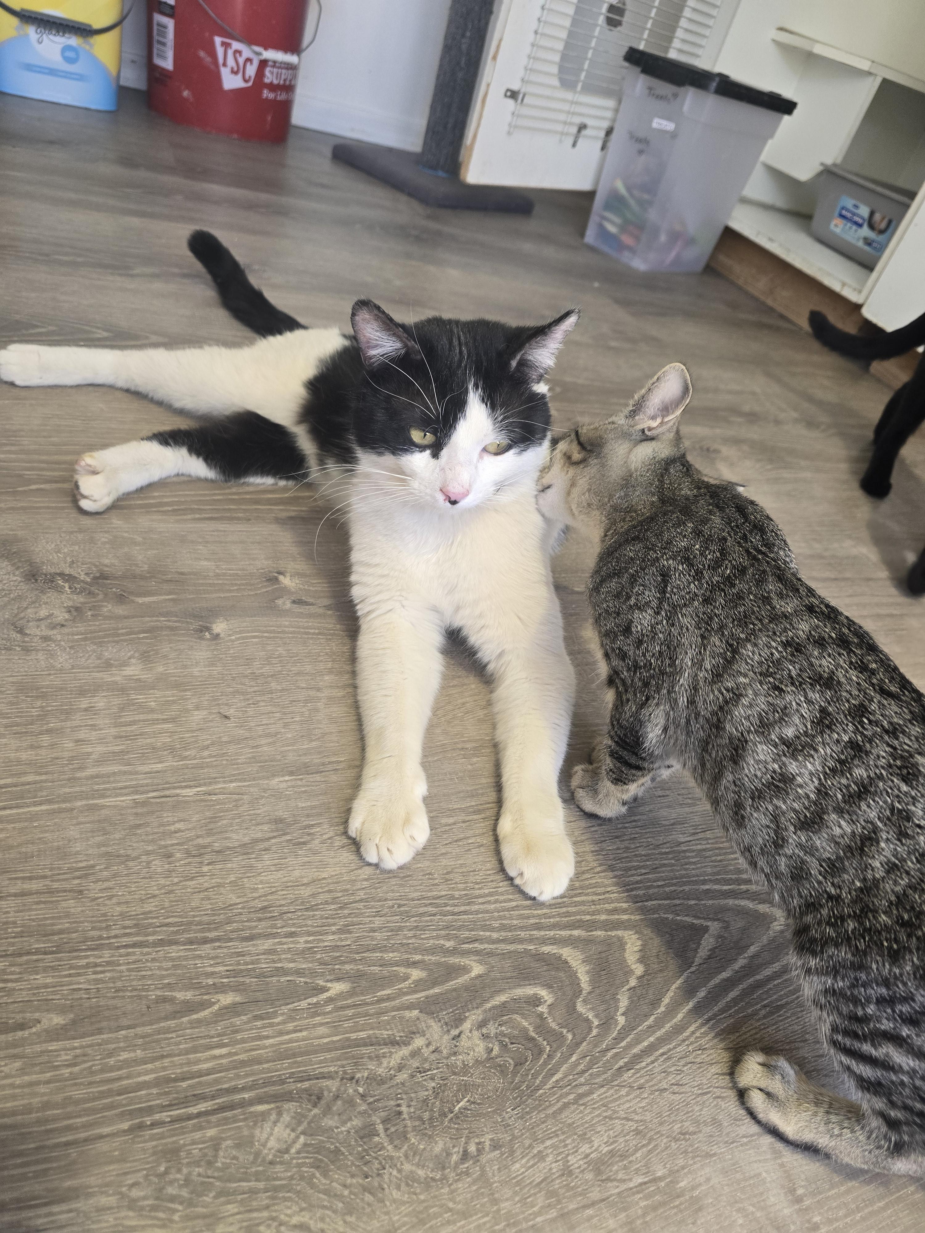 Enlarge Domino, a ADOPTABLE Domestic Short Hair in Globe, AZ image 1/1
