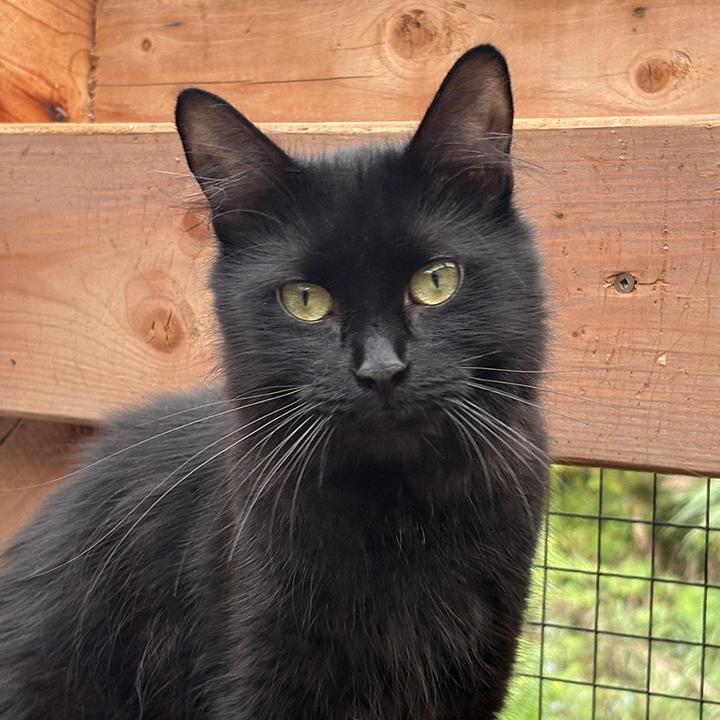 Abby, a Adoptable Domestic Medium Hair in Stanstead, QC image 3/5