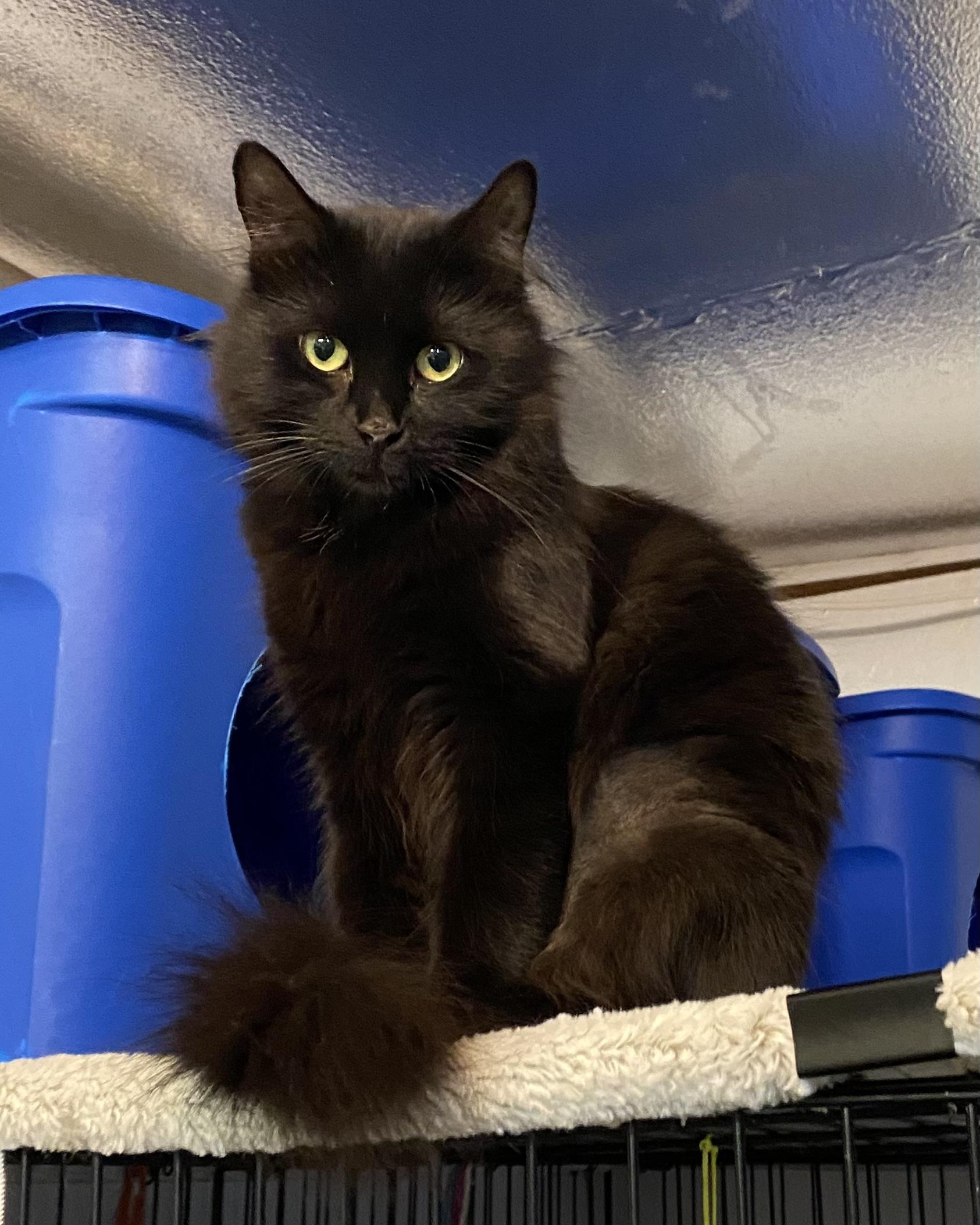 Abby, a Adoptable Domestic Medium Hair in Stanstead, QC image 1/5