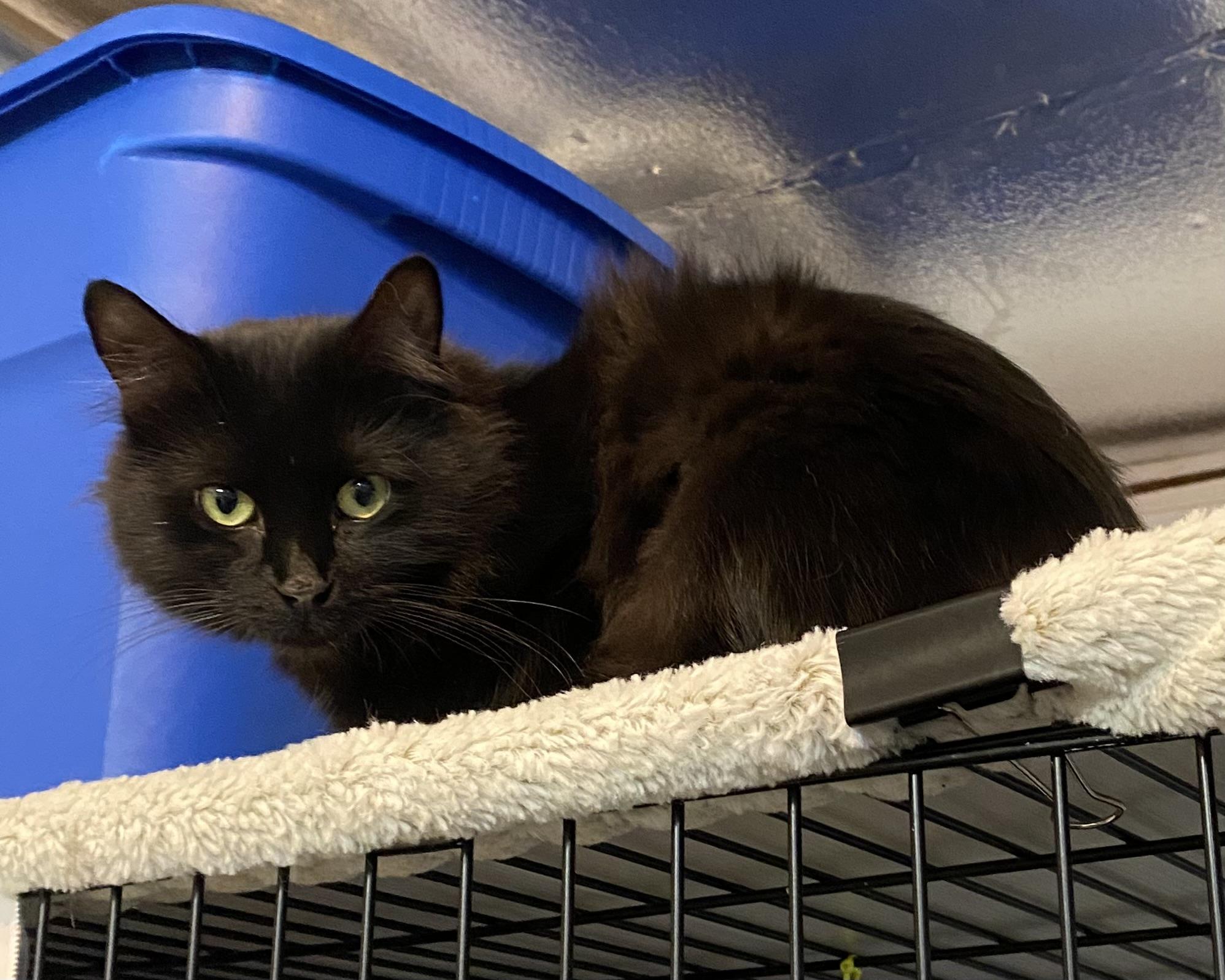 Abby, a Adoptable Domestic Medium Hair in Stanstead, QC image 2/5