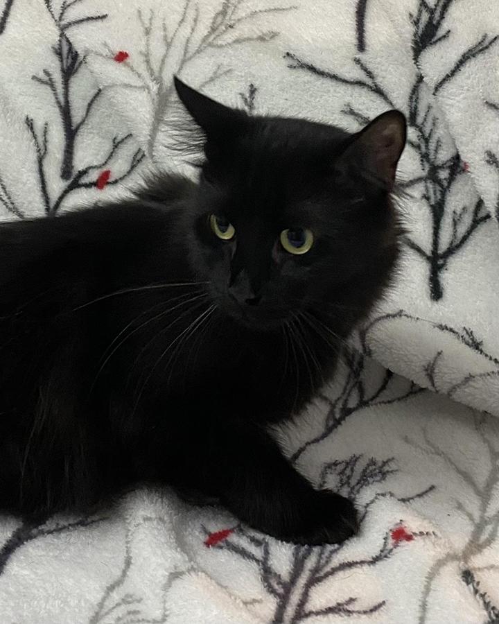 Abby, a Adoptable Domestic Medium Hair in Stanstead, QC image 4/5