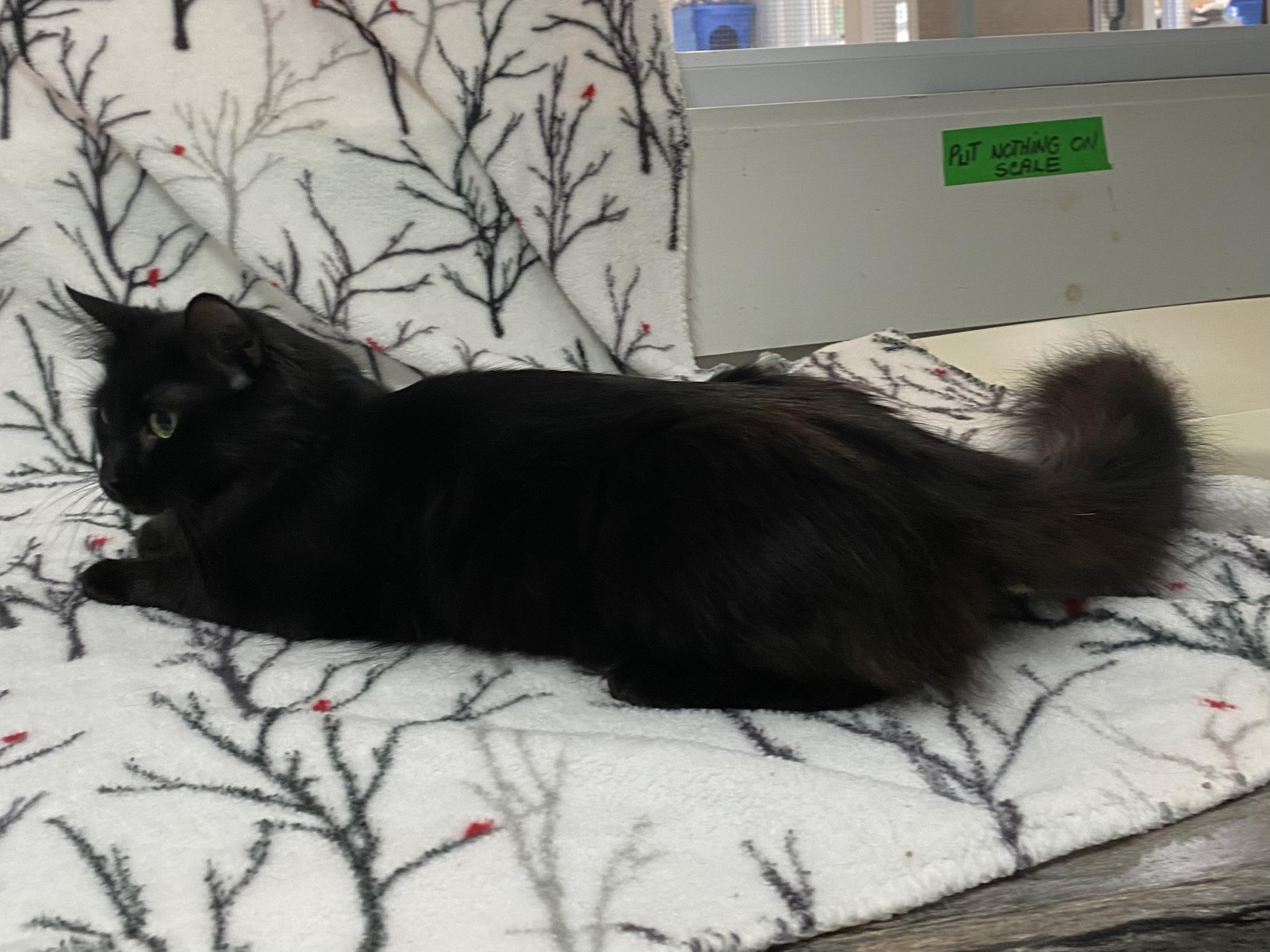 Abby, a Adoptable Domestic Medium Hair in Stanstead, QC image 5/5