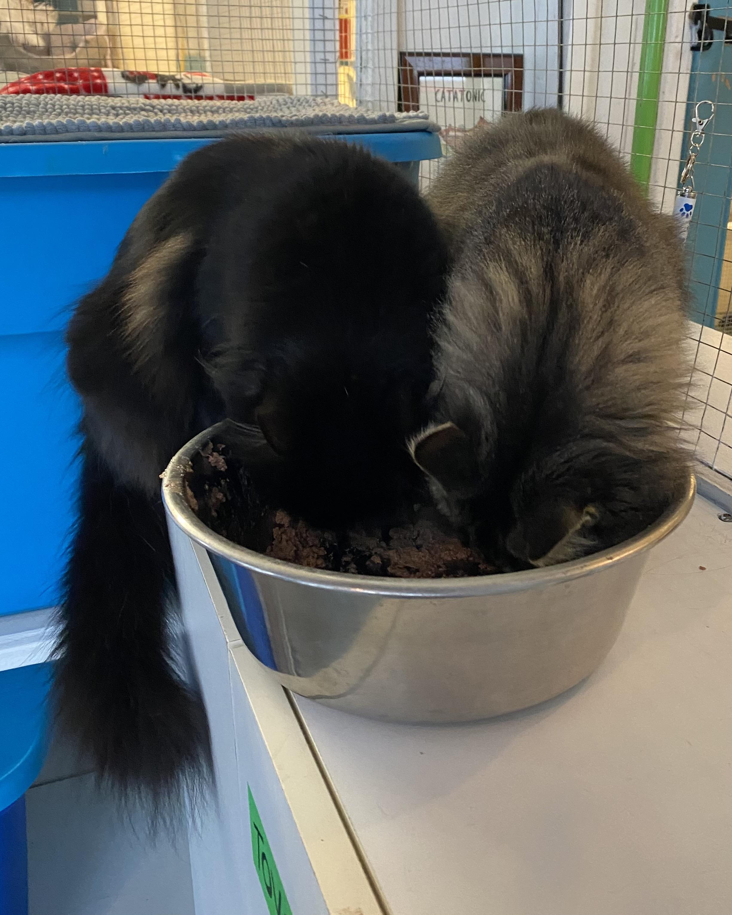 Enlarge Abby, a Adoptable Domestic Medium Hair in Stanstead, QC image 6/6