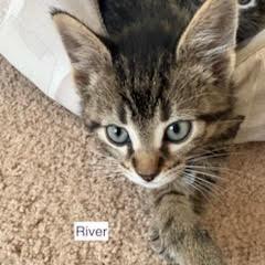 Riverbank C11388, Adoptable, Kitten Male Domestic Short Hair.