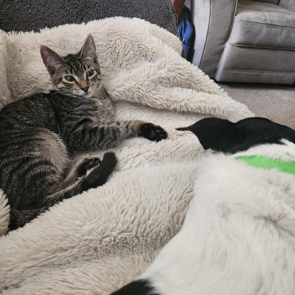 Enlarge Riverbank C11388, a Adoptable Domestic Short Hair in Golden Valley, MN image 2/5