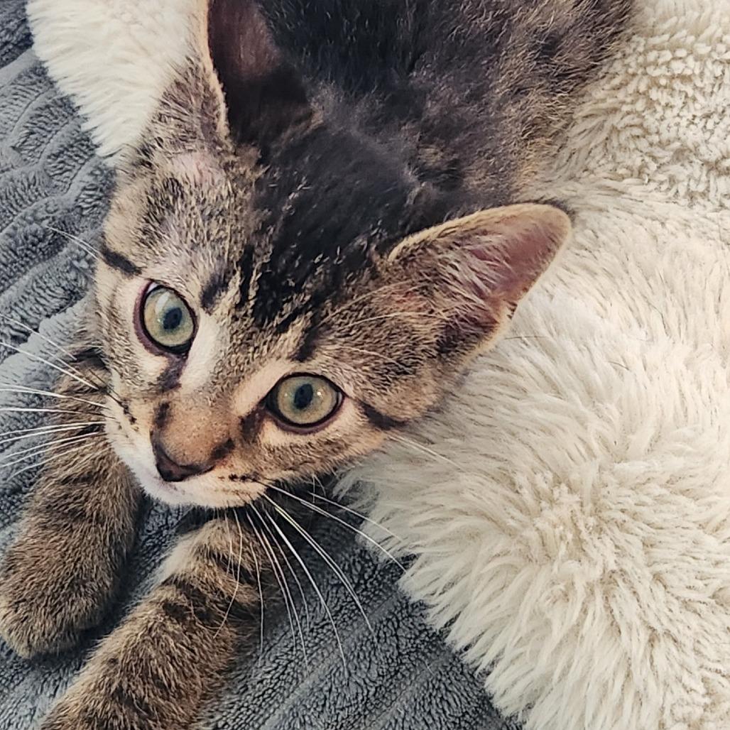 Enlarge Riverbank C11388, a Adoptable Domestic Short Hair in Golden Valley, MN image 4/5