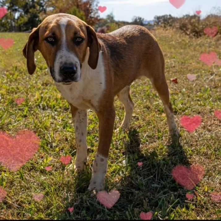Enlarge Auggie, a Adoptable mixed breed in Greeneville, TN image 4/5