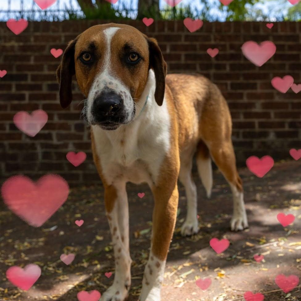 Auggie, a Adoptable mixed breed in Greeneville, TN image 4/5