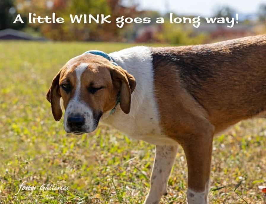 Enlarge Auggie, a Adoptable mixed breed in Greeneville, TN image 5/5