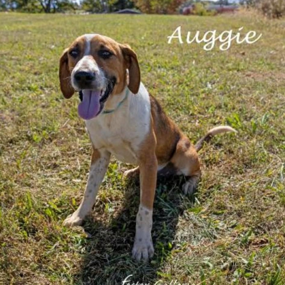 Auggie, Adoptable, Puppy Male Bluetick Coonhound & Hound.