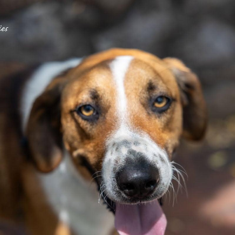 Auggie, a Adoptable mixed breed in Greeneville, TN image 5/5