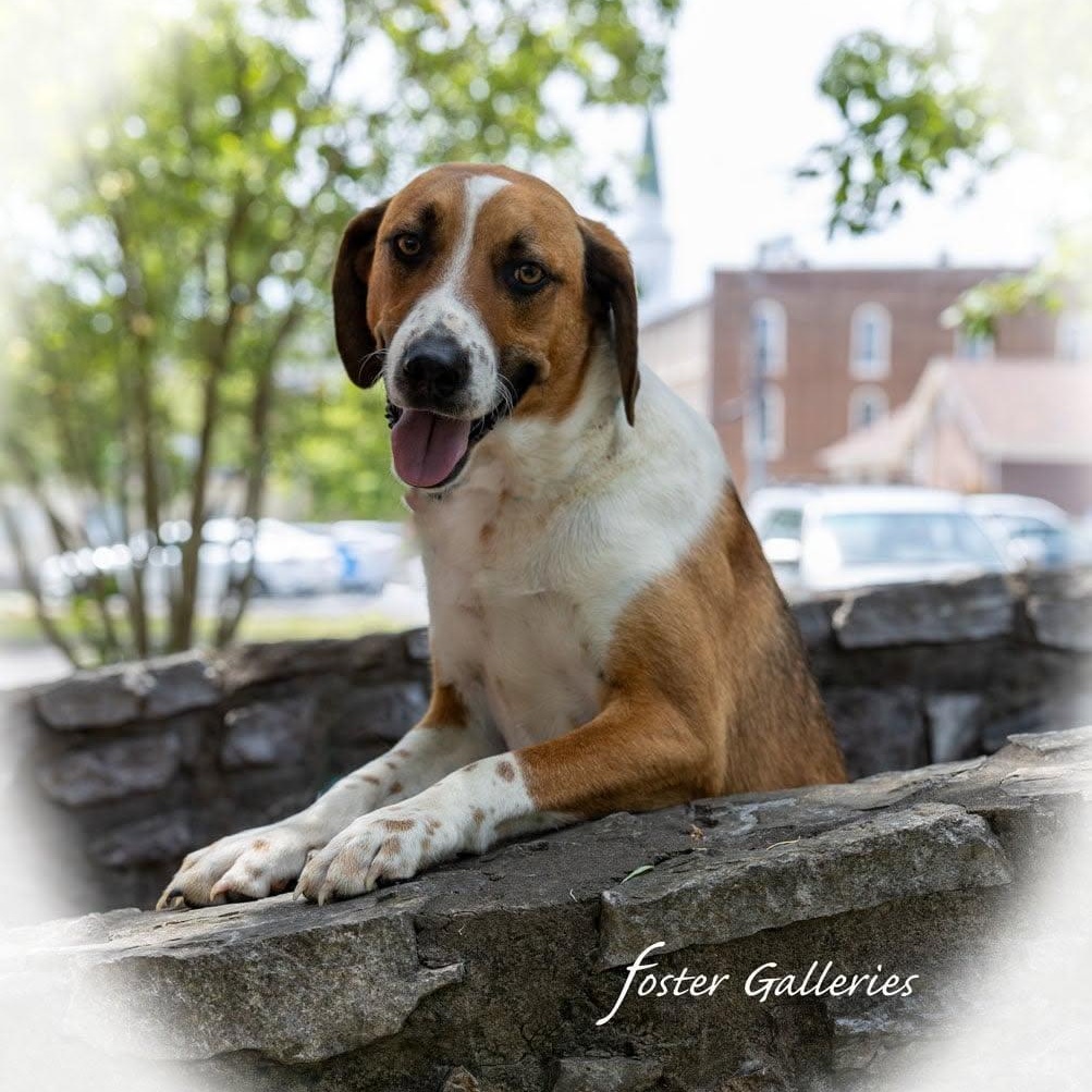 Auggie, a Adoptable mixed breed in Greeneville, TN image 1/5