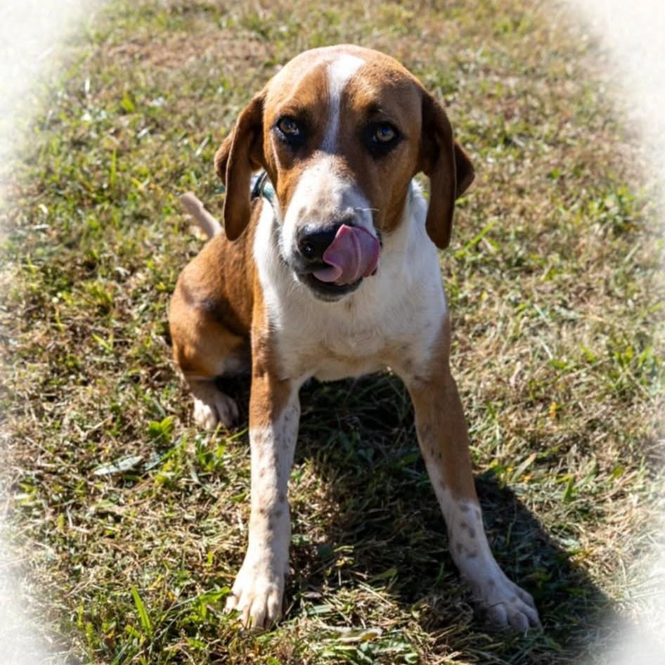 Enlarge Auggie, a Adoptable mixed breed in Greeneville, TN image 3/5