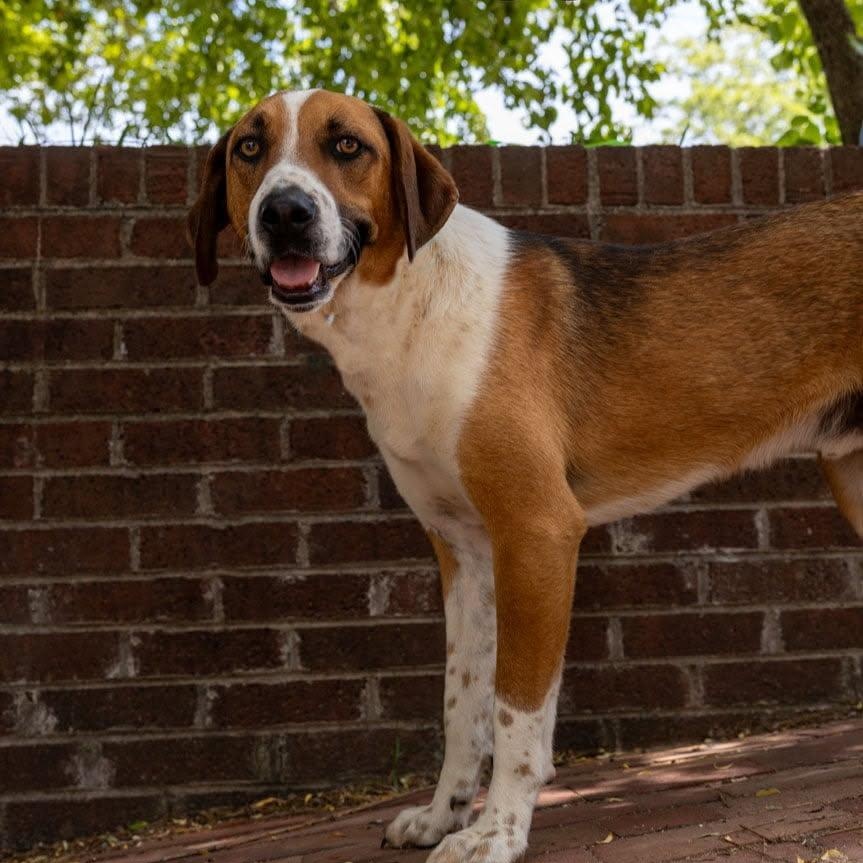 Auggie, a Adoptable mixed breed in Greeneville, TN image 2/5