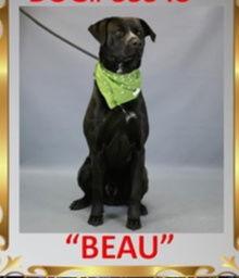 Beau, Adopted, Young Male Labrador Retriever.