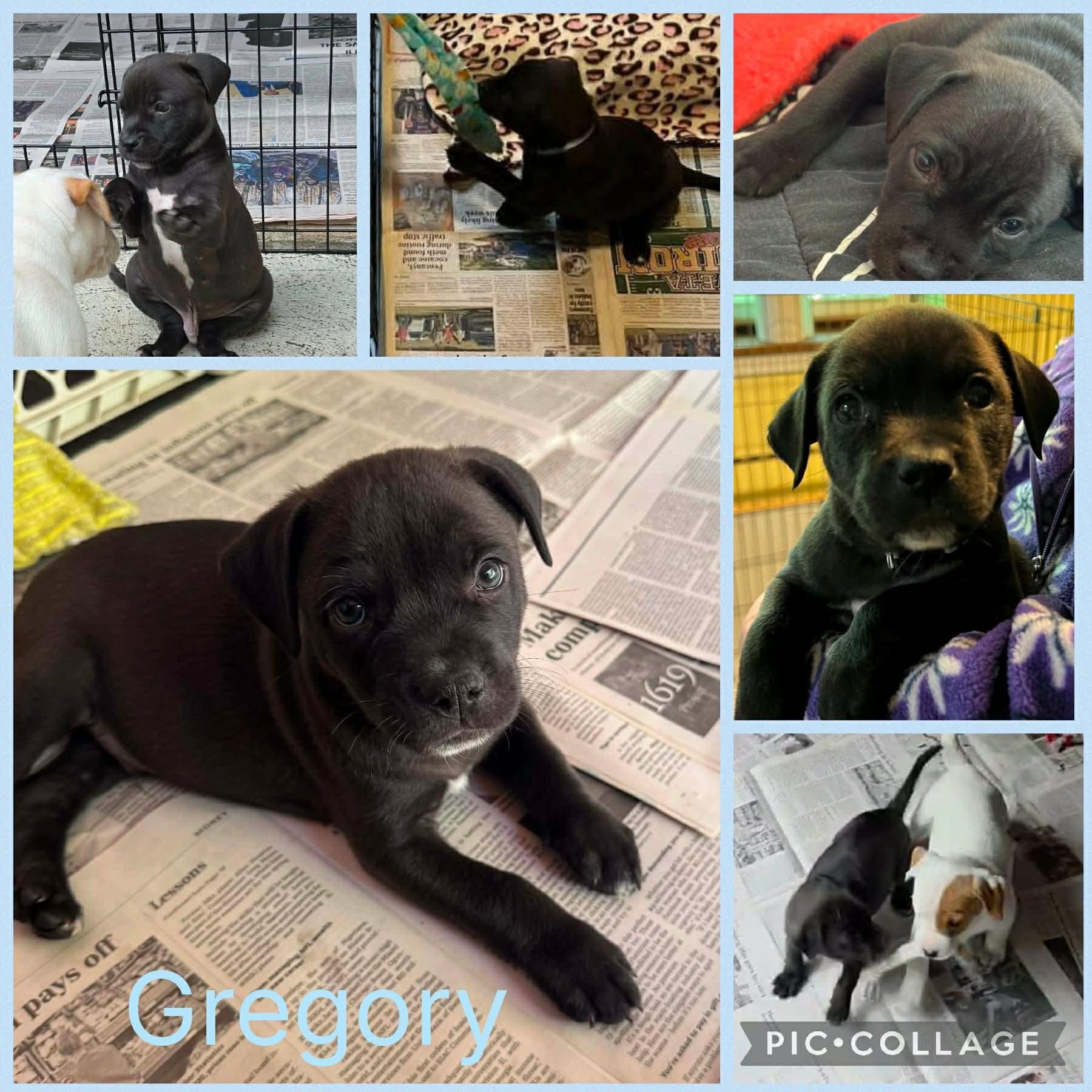 Gregory, adopted, Puppy Male Hound & Labrador Retriever.