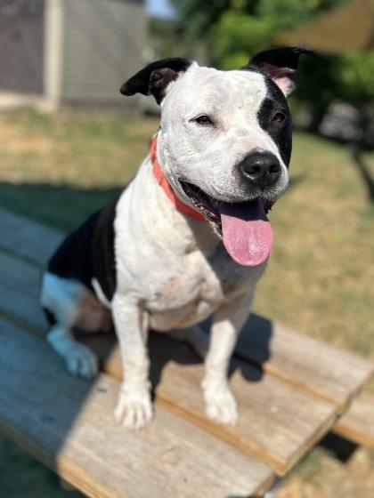 Enlarge Mrs. Manfredi, a Adoptable mixed breed in San Marcos, TX image 3/5