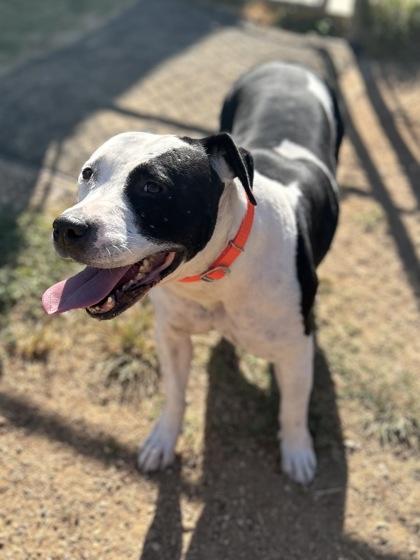 Enlarge Mrs. Manfredi, a Adoptable mixed breed in San Marcos, TX image 2/3