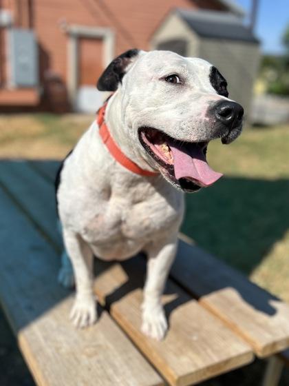 Mrs. Manfredi, Adoptable, Adult Female Pit Bull Terrier & Mixed Breed.