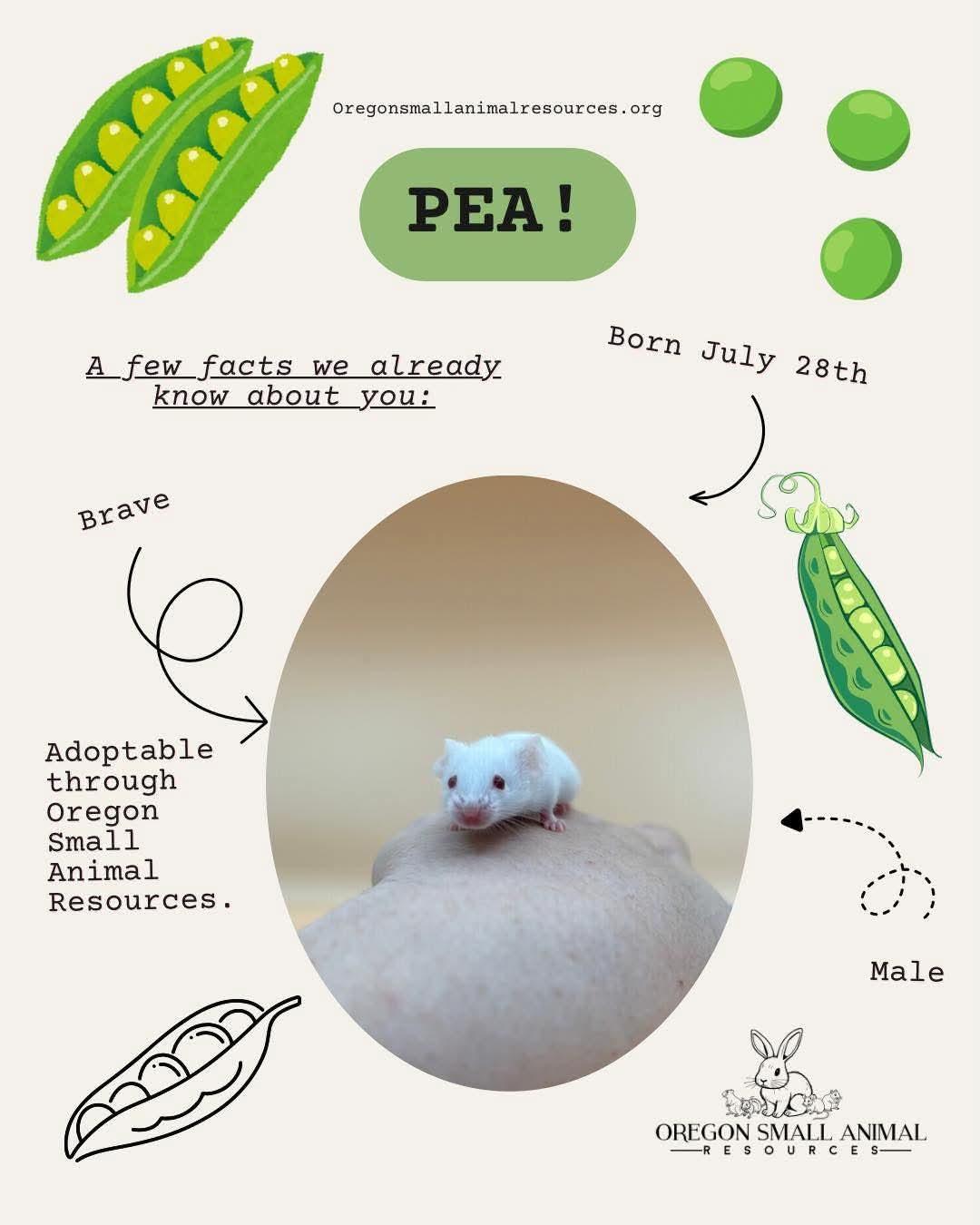 Pea, ADOPTABLE, Baby Male Mouse.