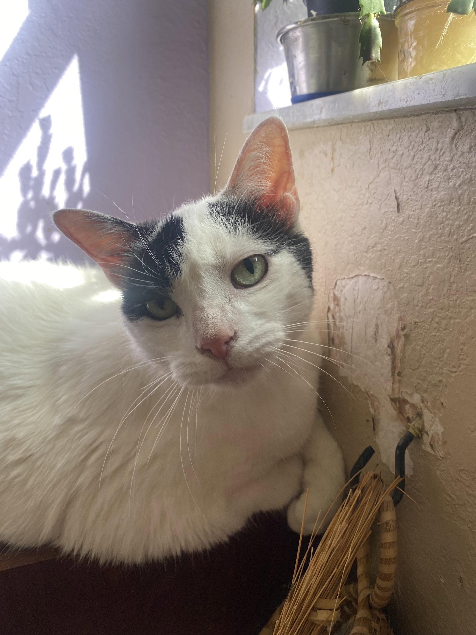 Enlarge Luna, a Adopted Domestic Short Hair in Tampa, FL image 1/1