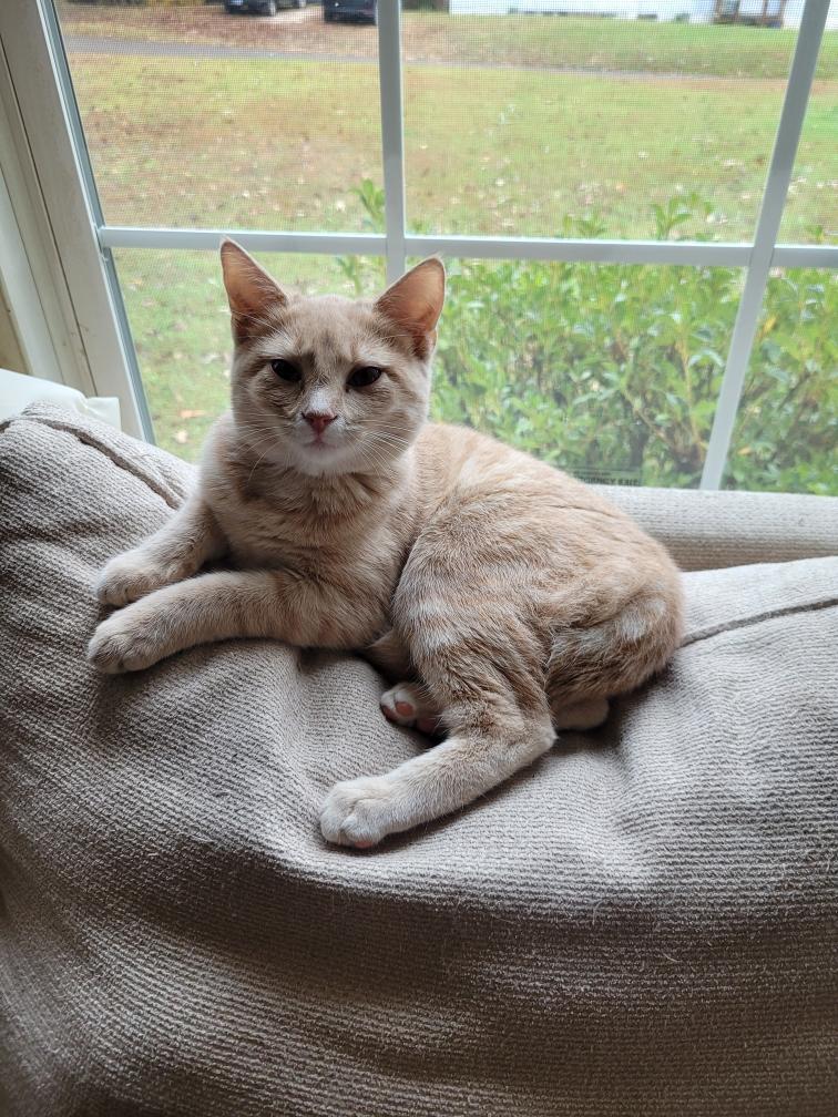 Yofi, Adopted, Young Female Domestic Short Hair.