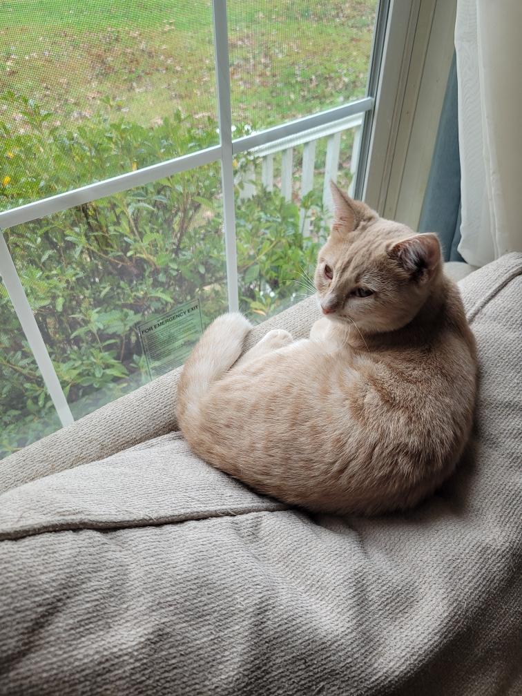 Enlarge Yofi, a Adopted Domestic Short Hair in Buchanan, TN image 2/3